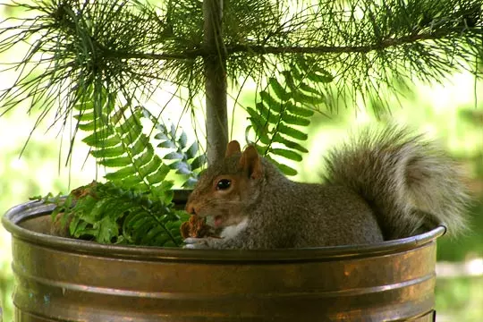 squirrel nestling beside a potted plant