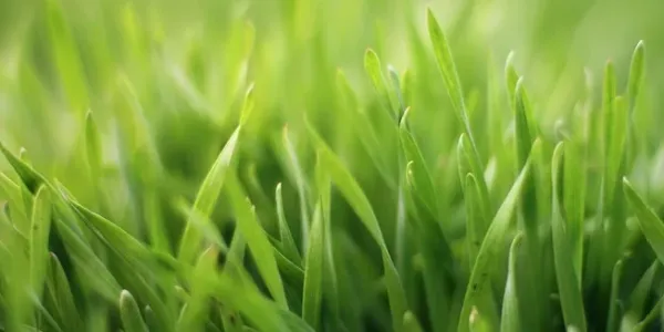 Close-up of healthy, green lawn