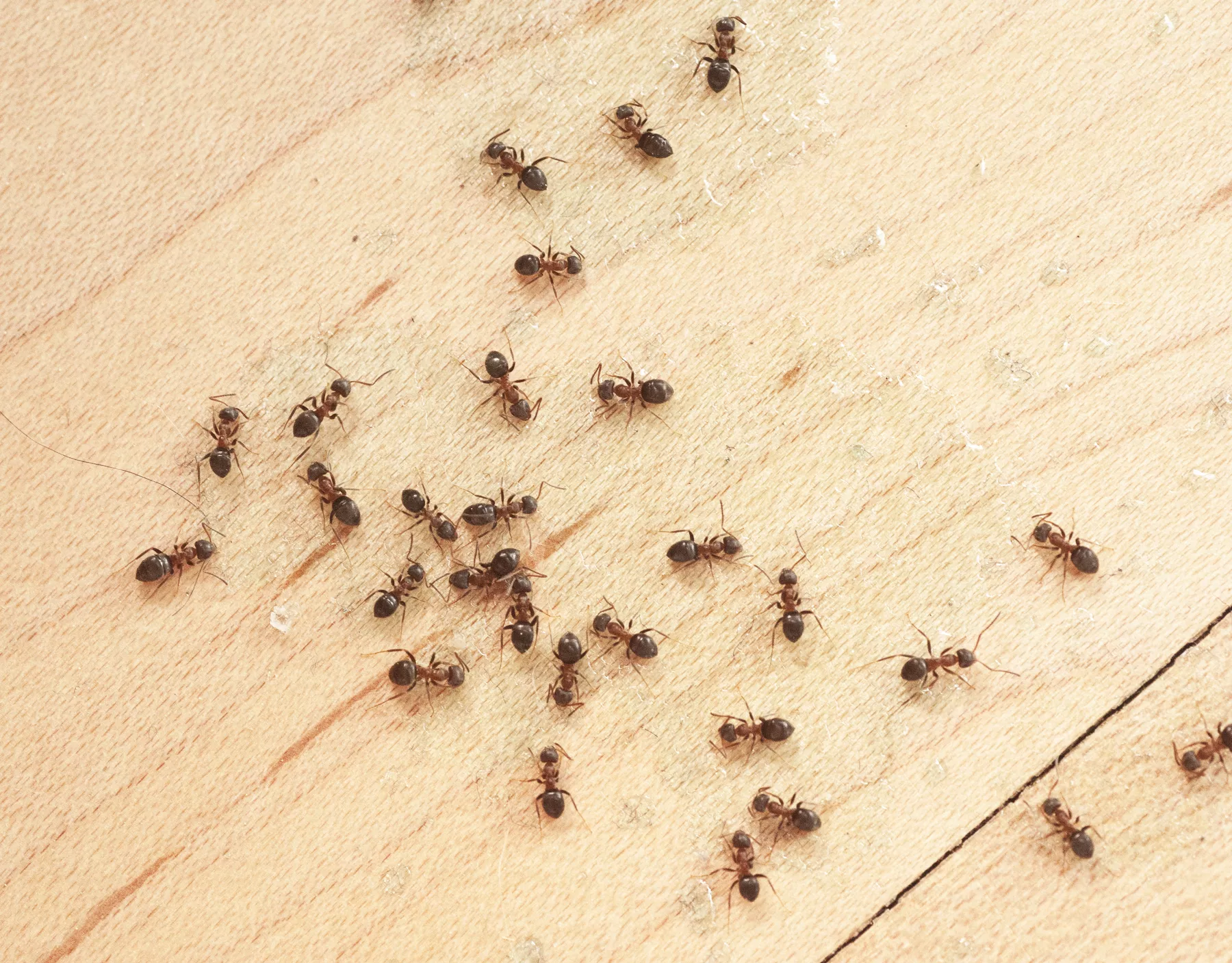 Ants In Kitchen.webp