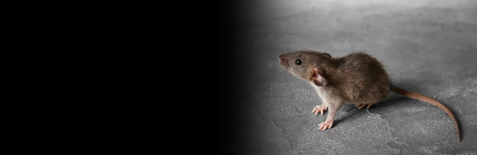 Mouse in a house - rodent control