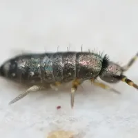 springtail bug