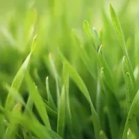 Close-up of healthy, green lawn
