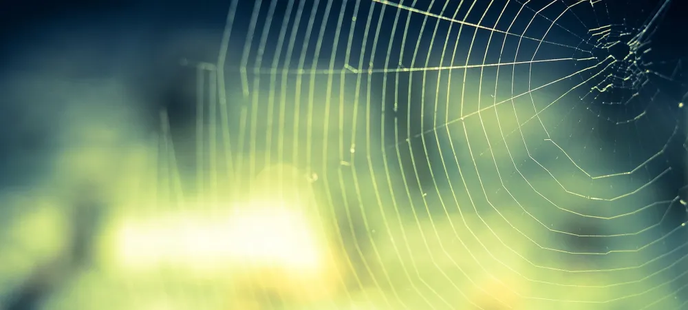  cobweb-spider.jpg 