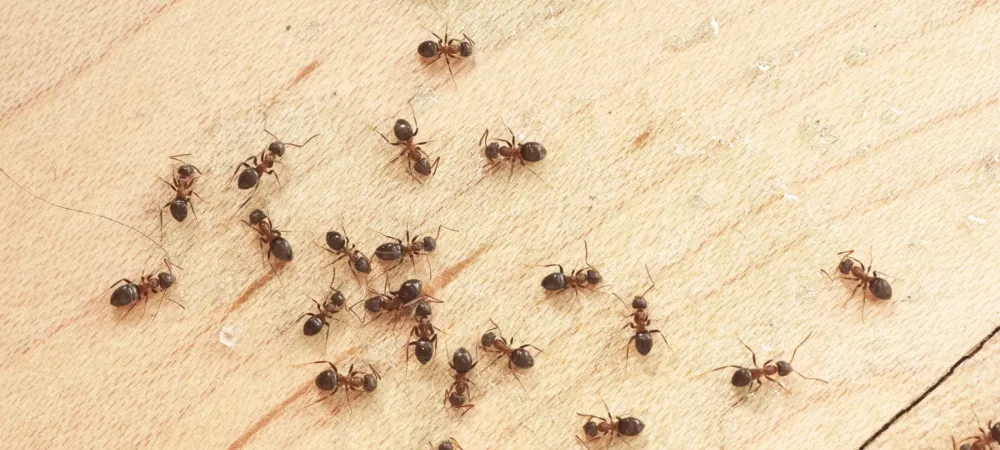 Tiny Ants In Florida