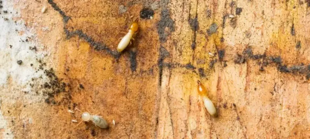 Termites crawling on wood